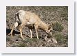 Bighorn Sheep