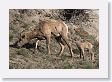 Bighorn Sheep