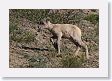 Bighorn Sheep