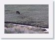 This is the same Druid pack female wolf that we observed the day before