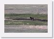 Druid pack female wolf in the Lamar Valley