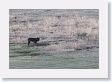 Druid pack female wolf in the Lamar Valley