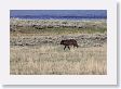 Druid pack female wolf in the Lamar Valley along the Lamar River