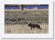Druid pack female wolf in the Lamar Valley along the Lamar River