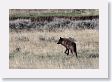 Druid pack female wolf in the Lamar Valley