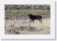 Druid pack female wolf in the Lamar Valley