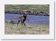 Druid pack female wolf in the Lamar Valley