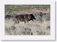 Druid pack female wolf in the Lamar Valley