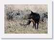 Druid pack female wolf in the Lamar Valley