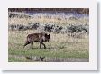 Druid pack female wolf in the Lamar Valley