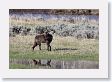 Druid pack female wolf in the Lamar Valley
