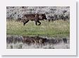 Druid pack female wolf in the Lamar Valley