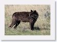 Druid pack female wolf in the Lamar Valley