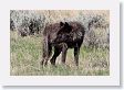 Druid pack female wolf in the Lamar Valley