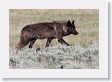 Druid pack female wolf in the Lamar Valley
