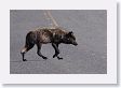 Druid pack female wolf crossing the road