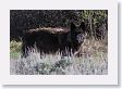 Druid pack female wolf in the Lamar Valley on the north side of the road