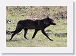 Druid pack female wolf in the Lamar Valley on the north side of the road