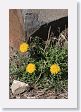 Wildflowers at Slough Creek