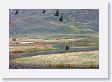 Slough Creek Bison
