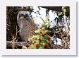 Great Horned Owl chicks near the Park Headquarters at Mammoth Hot Springs