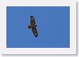 Red-tailed Hawk