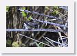 Oregon Junco