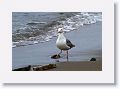 Western Gull.