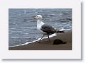 Western Gull.