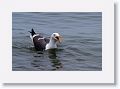 Western Gull.