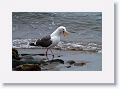 Western Gull.