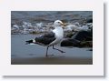Western Gull.