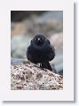 Brewer's Blackbird.