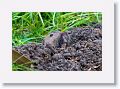 Gopher.