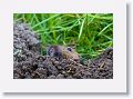 Gopher.