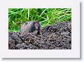 Gopher.