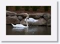 Mute Swans.