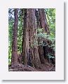 Ancient redwoods at Muir Woods National Monument.