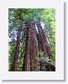 Ancient redwoods at Muir Woods National Monument.