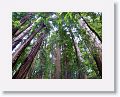 Ancient redwoods at Muir Woods National Monument.
