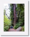 Ancient redwoods at Muir Woods National Monument.