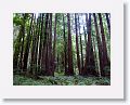 Ancient redwoods at Muir Woods National Monument.