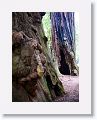 Ancient redwoods at Muir Woods National Monument.