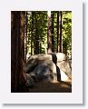 Pinecrest Lake park in the Stanislaus National Forest.
