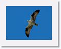 Osprey.