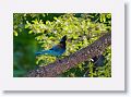 Steller's Jay.