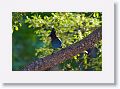Steller's Jay.