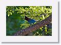Steller's Jay.