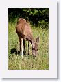 Deer grazing at Curry Village.