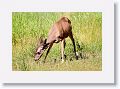 Deer grazing at Curry Village.